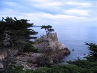 Monterey, CA and 17 mile drive (March 2007) (377 views)