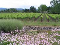 Napa Valley Wine Tour (May 2006) (103 views)
