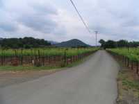 IMG 0929