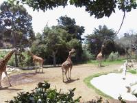 Santa Barbara Zoo (June 2004) (149 views)